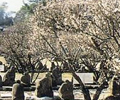 白梅開花【屋部地蔵公園 】