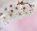 桜開花【長野水神社、若宮八幡宮、吉井百年公園、合所ダム公園、城ヶ鼻公園、保木公園、流川の桜並木、調音の滝公園】