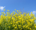 菜の花【筑後川河川敷（サイクリングロード）】