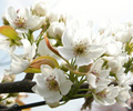 梨の花